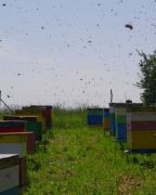 Lot pszczół nad pasieką